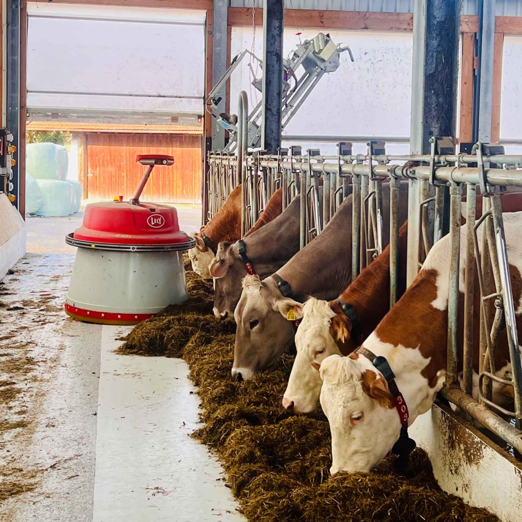 F1---Füttersstrategie-und-Rationsgestaltung