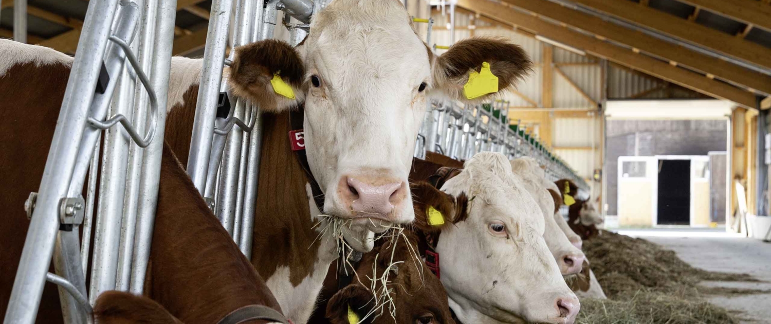 row-cows-freestall-barn-feeding-hay-long-shot